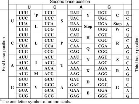 Dna Codon Table Pdf | Cabinets Matttroy