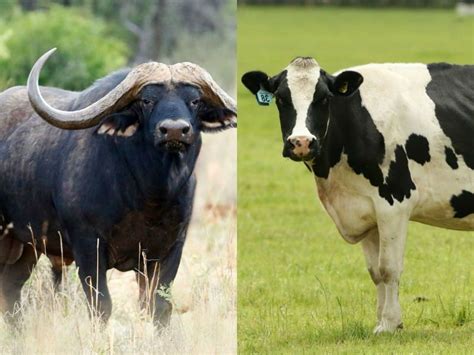 Cow Milk Vs Buffalo Milk: Which One Is A Better Muscle Builder