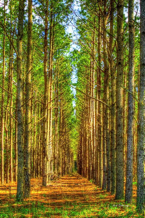 Money Growing On Trees 8 Georgia Pine Tree Forest Art Photograph by Reid Callaway