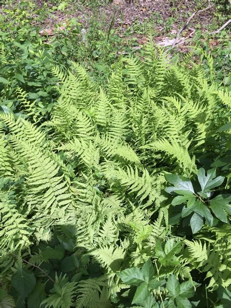 Plant Woodland Fern by Lansdowne Farm in Ferns | Plants Map