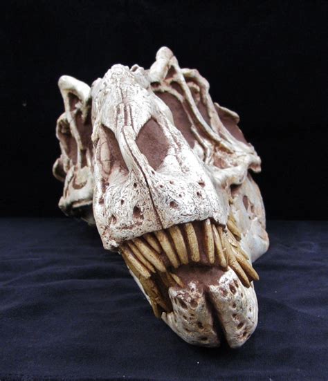 Alioramus Skull (no base) | Gaston Design, Inc.