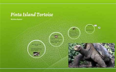 Pinta Island Tortoise by Matthew Register