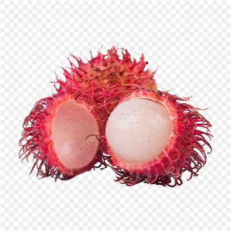 Gambar Rambutan Kartun – denah