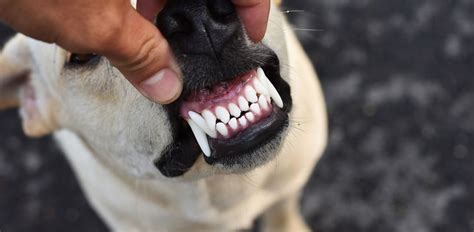 Periodontal Disease in Dogs: Symptoms, Causes & Treatment