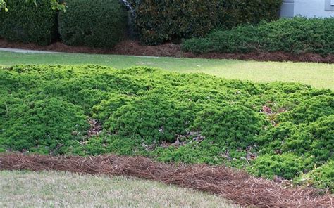 Green Mound Juniper - Japanese Garden Juniper - 1 Gallon - Groundcover, Coniferous - Junipers ...