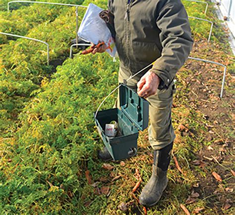 Trap boxes for the scourge of winter growing- voles