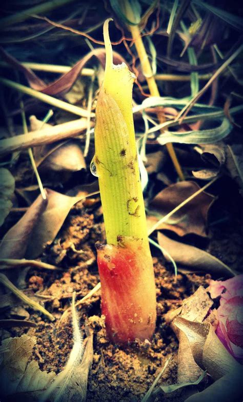 Thriving Banana Seedling | Tribal Simplicity