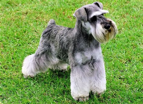 El Schnauzer: una raza canina llena de personalidad - Mascotanoble