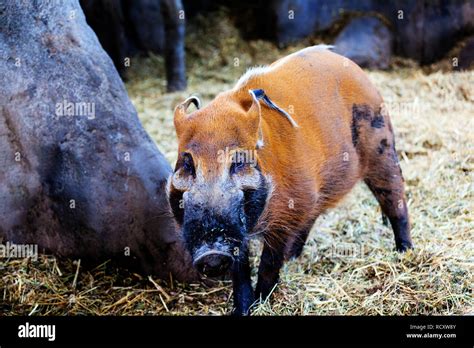 A male Red River Hog foraging for food in the forest. Also known as a bush pig, it is a wild ...