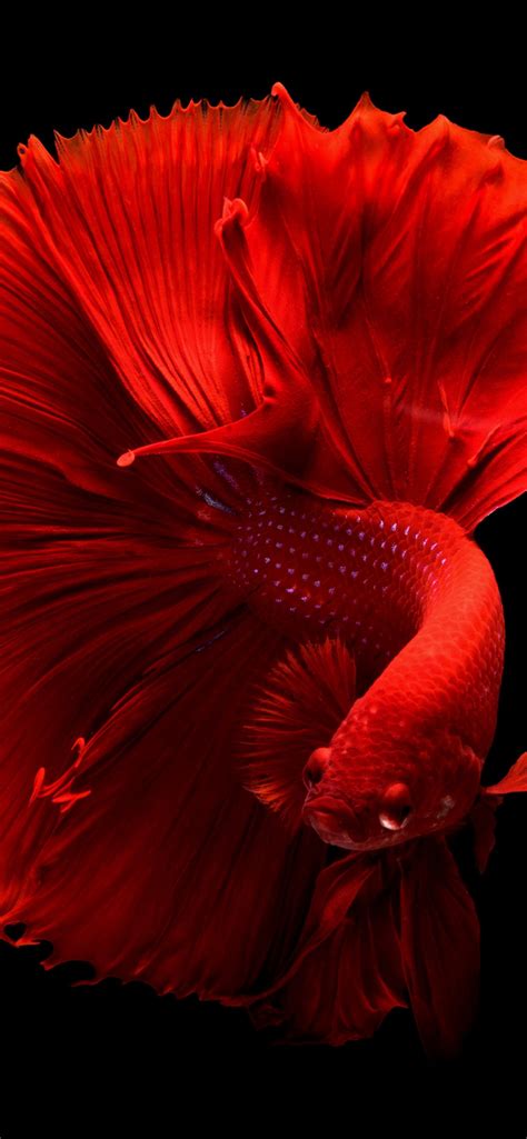 Red fish Wallpaper 4K, Underwater, Swimming