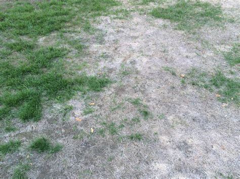 grass - How to prepare lawn for overseeding - Gardening & Landscaping Stack Exchange
