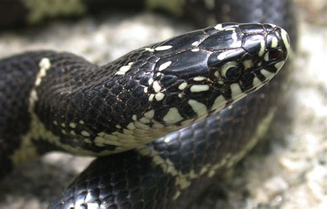 Eastern Kingsnake