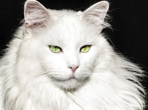 Top 10 mesmerizing white cat breeds you will love to pet