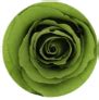 Green-Color Swatches-tor – Token of Roses