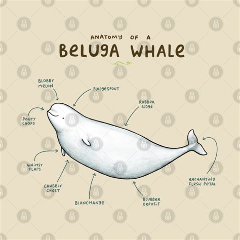 Anatomy of a Beluga Whale - Beluga Whale - T-Shirt | TeePublic