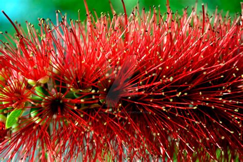 Bottle Brush Flower by danobrianphoto on DeviantArt