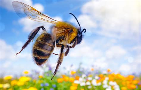 Bumblebees have an incredible sense of smell to find their way home ...