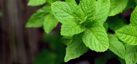 Everything about Peppermint - Plant Propagation