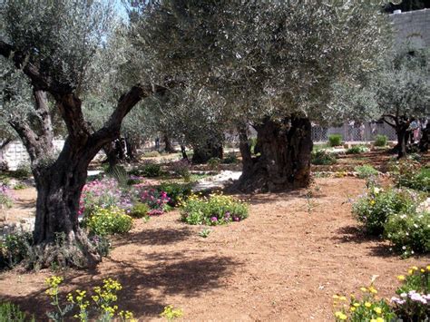 Mount of Olives Palm Sunday and Holy Thursday Walk | Garden of ...