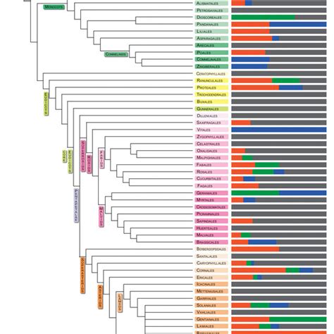 Modified phylogeny of APG IV from Cole et al. (2017) with proportion... | Download Scientific ...