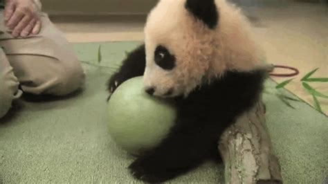 Ball Panda GIF - Find & Share on GIPHY