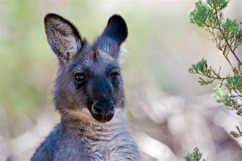 The Mysterious Black Wallaroo | Featured Creature