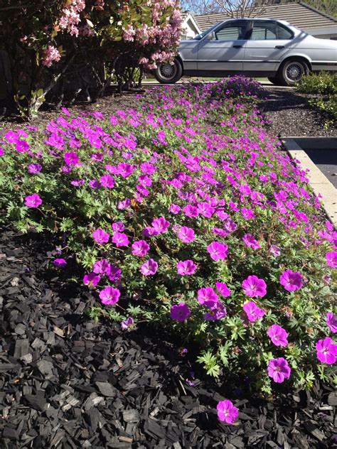 Geranium 'Tiny Monster' Colorful Garden, Raised Garden, Geraniums ...