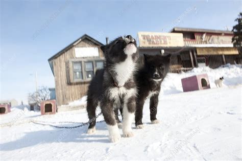 Husky sled dog puppies - Stock Image - C014/6819 - Science Photo Library