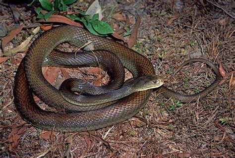 Coastal Taipan Facts and Pictures | Reptile Fact