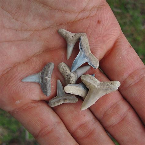 Seven Lemon Shark Teeth from Miocene | Variety of Colors - PaleoCris