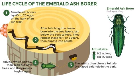 Emerald Ash Borer (EAB) — Reforest Richmond