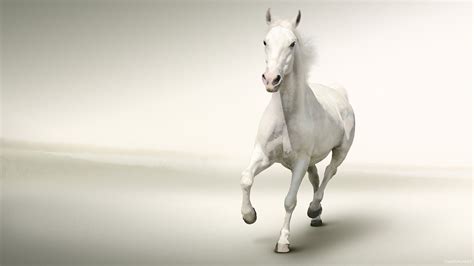 White Horse Running White Background HD Wallpaper | Wallsev.com | Картинки