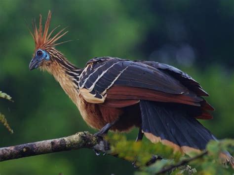 Hoatzin: National Bird of Guyana | Interesting facts about Hoatzin