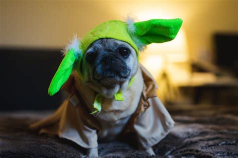 Baby Yoda Dog Costumes: Bringing Out The Child in Your Canine