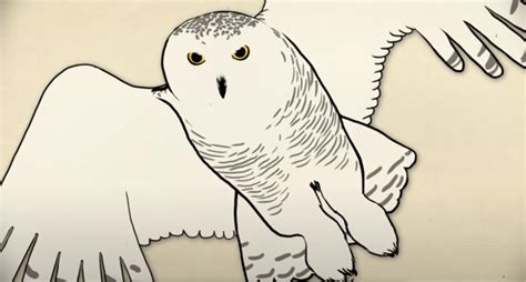 Snowy Owl Wild Kratts Wiki Fandom | atelier-yuwa.ciao.jp