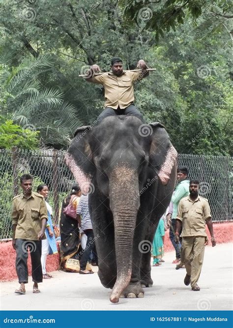 An Elephant with Escort at Nehru Zoological Park in Hyderabad Editorial Photo - Image of ...