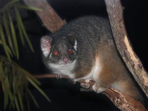 What Do Ringtail Possums Eat? | Blog | Peter the Possum & Bird Man