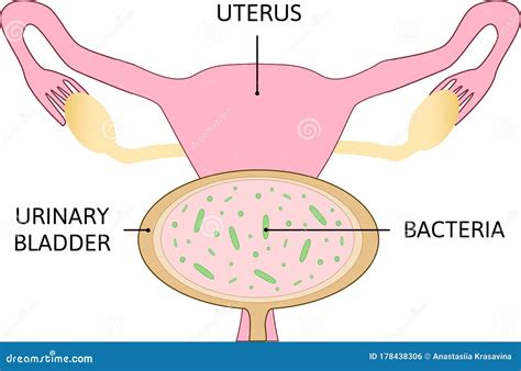 Uterus Anatomy Side View