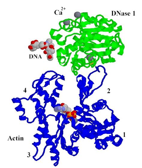 DNase1