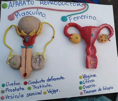 Contempla las partes esenciales del aparato reproductor masculino y femenino. Biology Projects ...