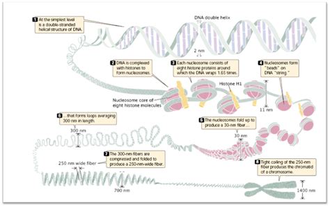 Dna packaging