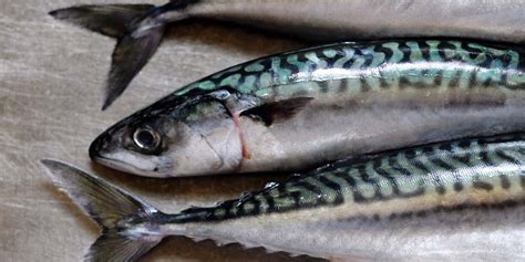 What Does Mackerel Taste Like? Does Mackerel Taste Good? | Eat Delights