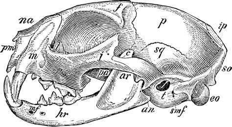 Domestic Cat Skull | ClipArt ETC