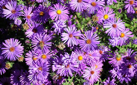 XS Wallpapers HD: Aster Flowers Wallpapers | Aster flower, Flower wallpaper, Flowers