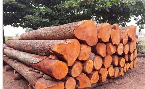 Red Mahogany Timber Wood / Log at ₹ 450/cubic feet in Perumbavoor | ID ...