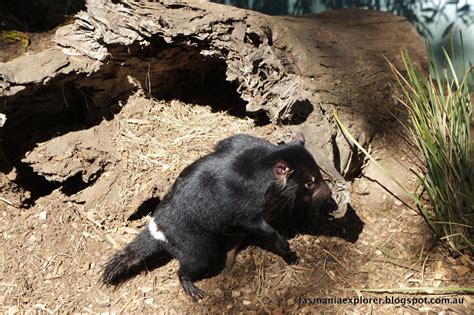 EXPLORING TASMANIA: Wildlife Tasmania Series: Tasmanian Devil