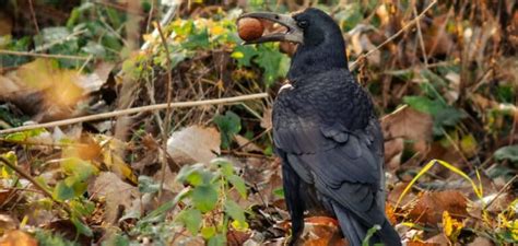 Rook Bird Symbolism, Meaning, and Totem | Explained (2022)