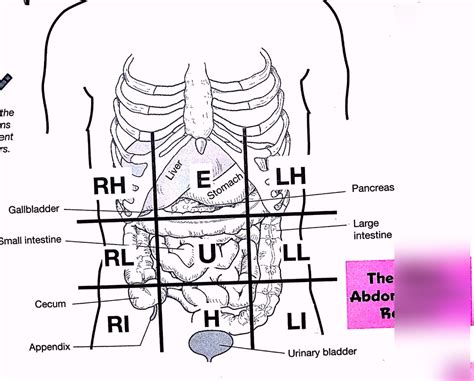 Abdominopelvic Quadrants & Regions Diagram | Quizlet