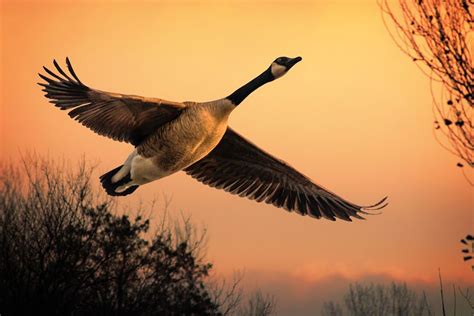 JeffsPhotoArt | Canada goose, Canadian goose, The wild geese