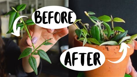 How To Make Your Hoya Houseplants MORE FULL! Hoya Plant Propagation ...